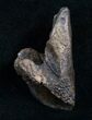 Rooted Triceratops Tooth - #7160-3